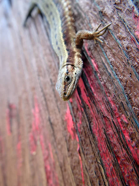 Коричнева ящірка на дерев'яній дошці — стокове фото