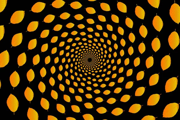 Kayın yaprak siyah bir zemin üzerine