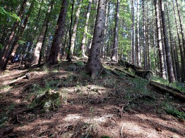 Güzel bir iğne yapraklı orman manzarası