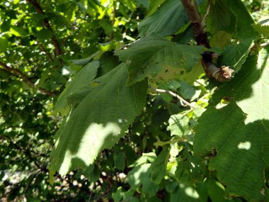 Yeşil ela ormanda bırakır.
