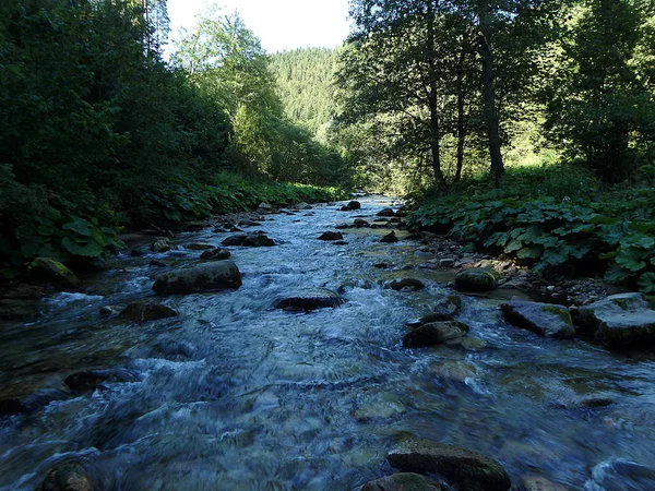 Río de montaña en el bosque —  Fotos de Stock