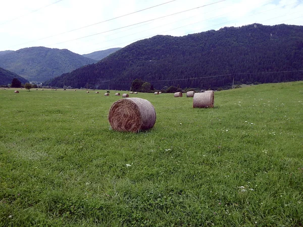saman balya yeşil çayır üzerinde