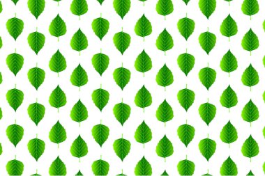 Beyaz zemin üzerine yeşil yaprak huş 