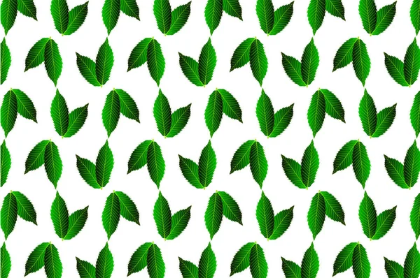 Beyaz zemin üzerine yeşil yaprak kestane — Stok Vektör
