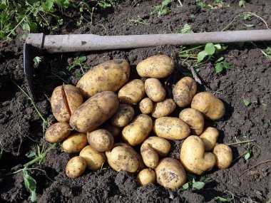 Organik çiftliklerin hasat zaman taze patates
