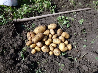 Organik çiftliklerin hasat zaman taze patates