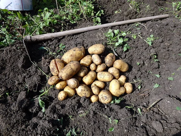 Свіжа картопля при збиранні з органічних ферм — стокове фото