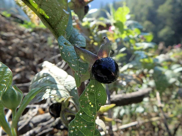 Deadly Nightshade, belladonna berry, — Stock Photo, Image