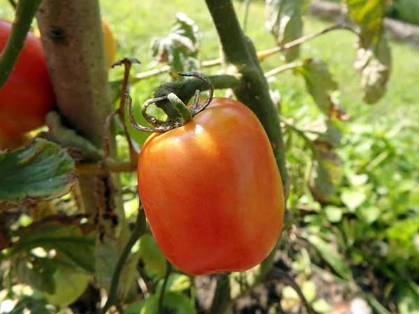 Червоний помідор, помідор — стокове фото
