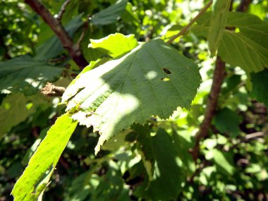 Yeşil ela ormanda bırakır.