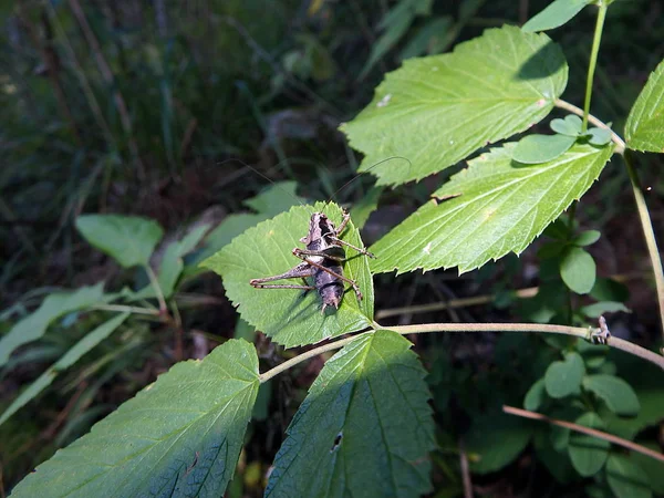 Yeşil arka planda çekirge