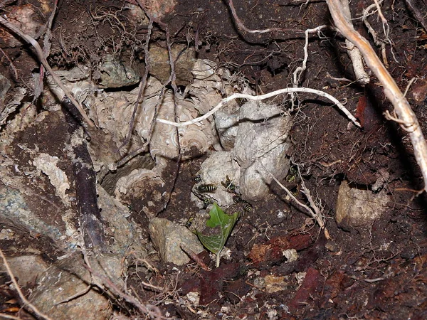 eşekarısı yuvası 