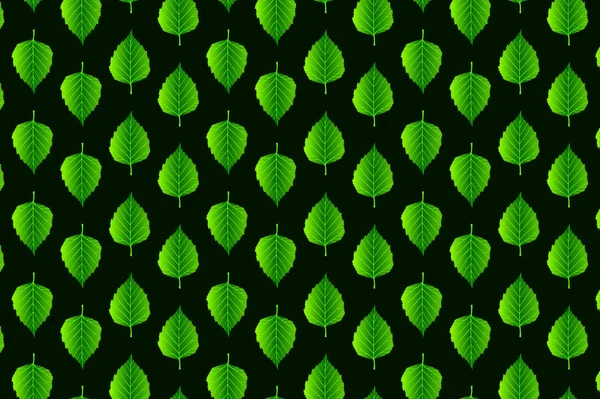Grönt blad Björk på vit bakgrund — Stock vektor