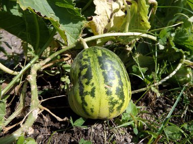 Bahçedeki balkabağı