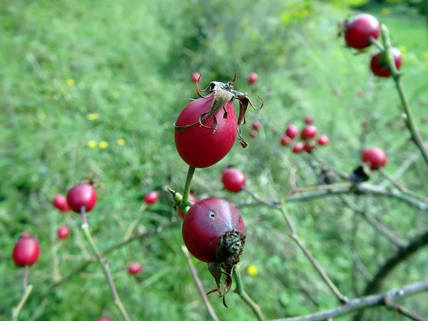 Rote Früchte der Wildrose — Stockfoto