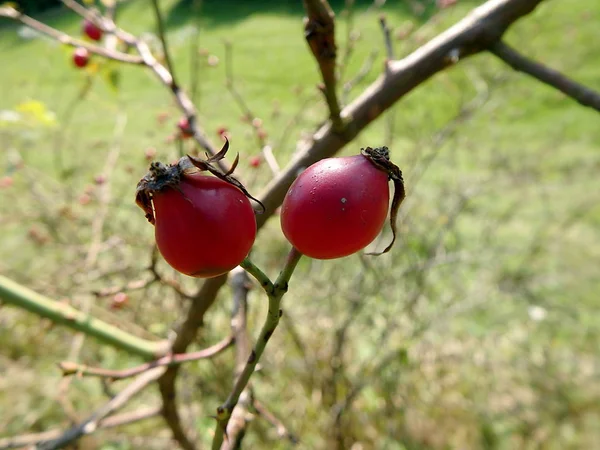 Fruits rouges de rose sauvage — Photo