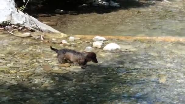 Hond en berg rivier — Stockvideo