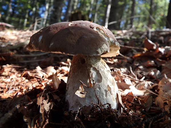 Boletus i skogen - äta svamp — Stockfoto