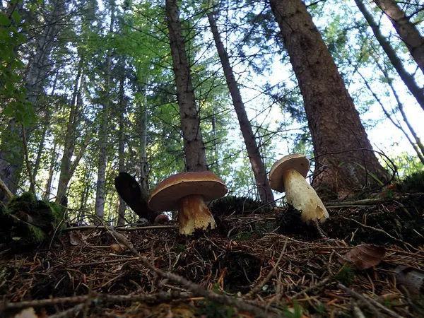 Боровик в лісі - їдять гриби — стокове фото
