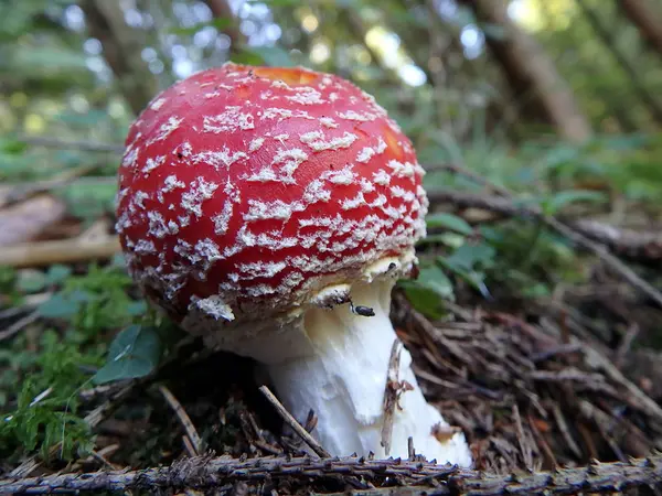 Strakaté Muchomůrka v lese - jedovaté houby — Stock fotografie