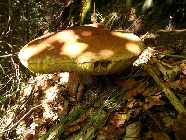 Bolet dans la forêt - manger des champignons — Photo