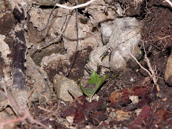 eşekarısı yuvası 