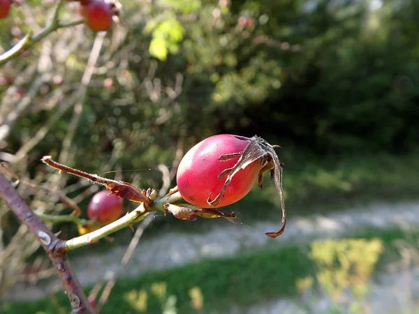 Fruto vermelho de rosa selvagem — Fotografia de Stock