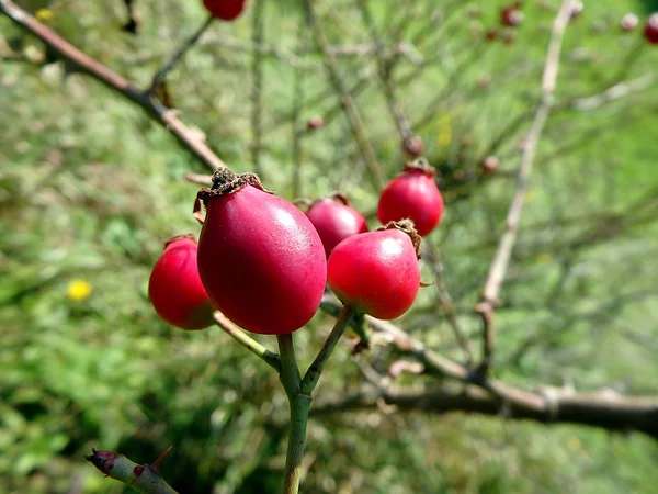 Fruto vermelho de rosa selvagem — Fotografia de Stock