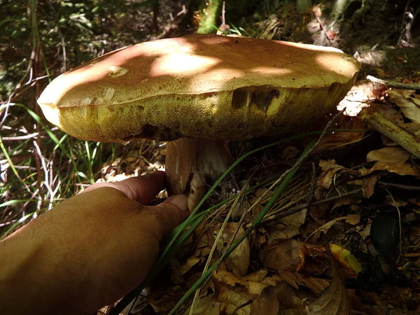 Боровик в лісі - їдять гриби — стокове фото