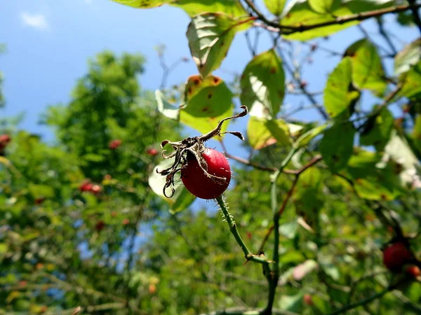 Fruto vermelho de rosa selvagem — Fotografia de Stock