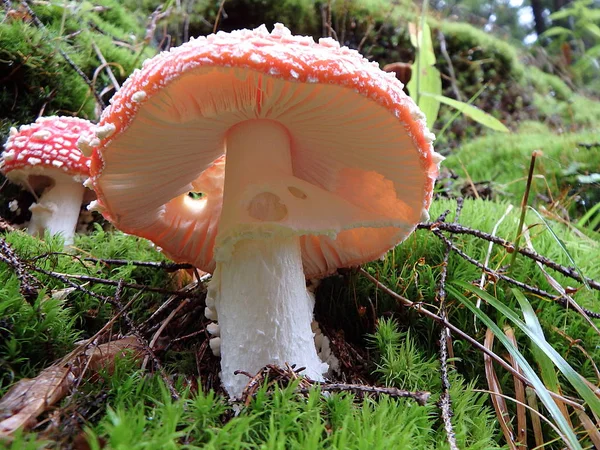 Strakaté Muchomůrka v lese - jedovaté houby — Stock fotografie