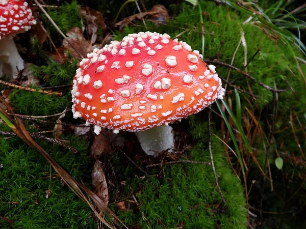 Toadstool manchado na floresta - cogumelo venenoso — Fotografia de Stock