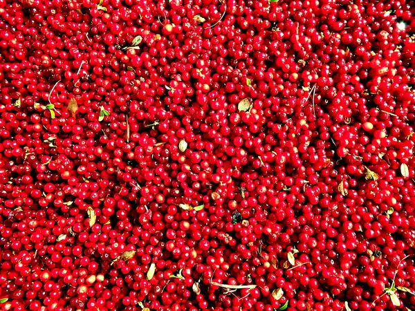 Cranberry - rode achtergrond Stockfoto