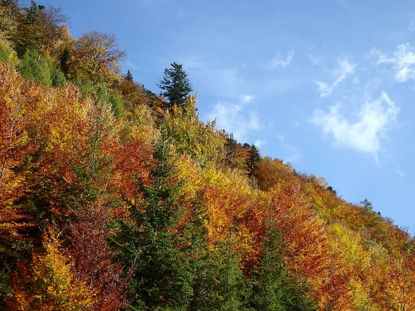 Güzel sonbahar orman karışık 