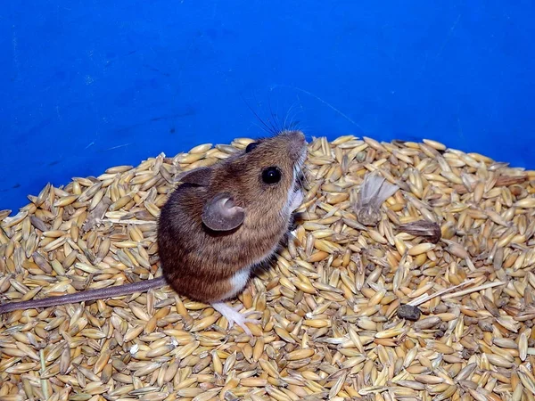 Mouse and oats — Stock Photo, Image