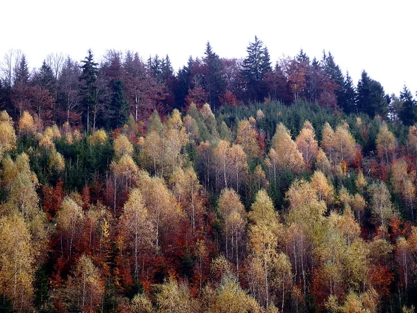 Bella foresta mista autunno — Foto Stock