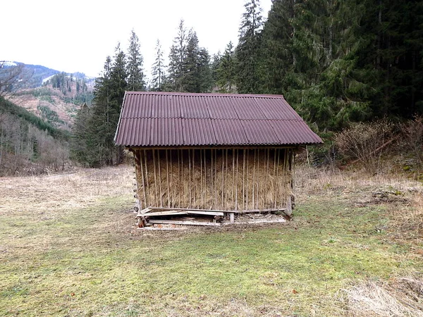 Alimentazione animale nel bosco — Foto Stock