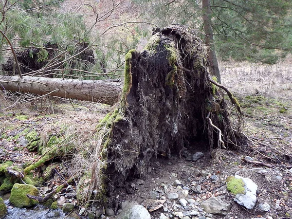 Foresta distrutta come effetto di forte tempesta — Foto Stock