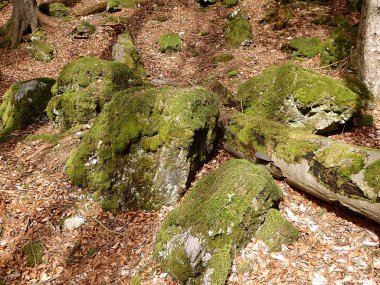 Kayalar ormanda moss ile