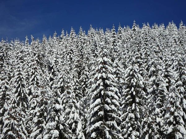 Kar çam dalları — Stok fotoğraf