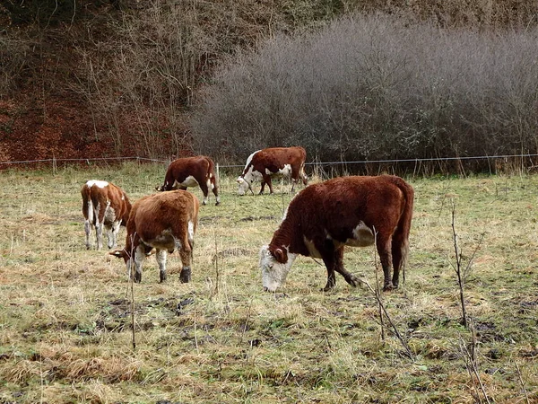 Cow grazing in the early winter — Stock Photo, Image