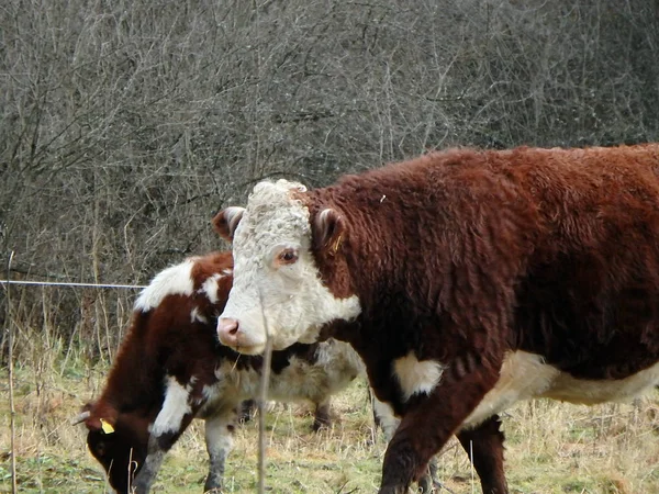 Cow grazing in the early winter