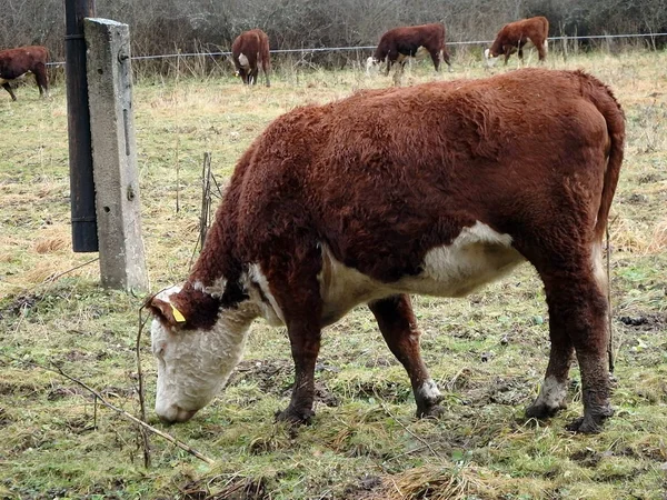 Cow grazing in the early winter — Stock Photo, Image