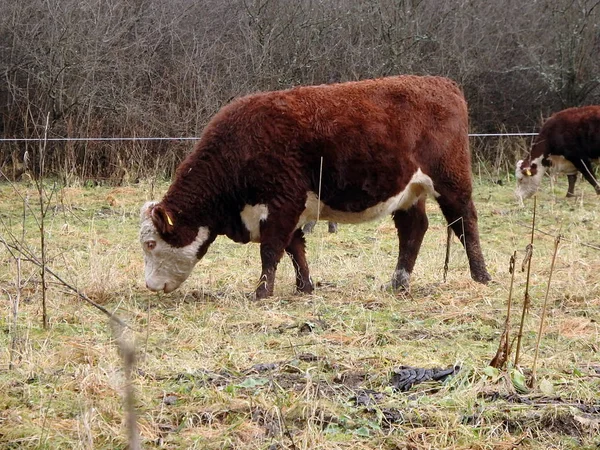 Cow grazing in the early winter — Stock Photo, Image