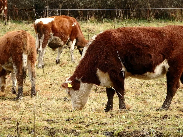 Cow grazing in the early winter — Stock Photo, Image