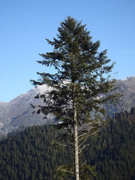 El abeto - la naturaleza invernal —  Fotos de Stock