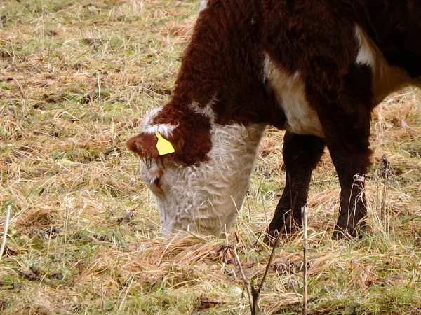 Vaca pastando no início do inverno — Fotografia de Stock