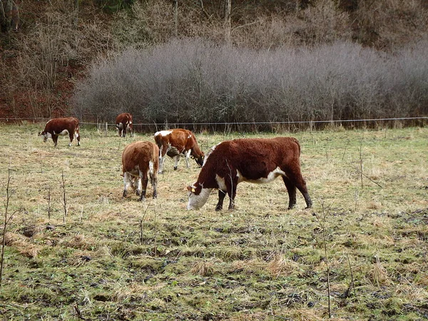 Erken kışın otlatma inek — Stok fotoğraf