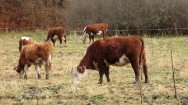 Erken kış aylarında erken kışın otlatma inek inek,