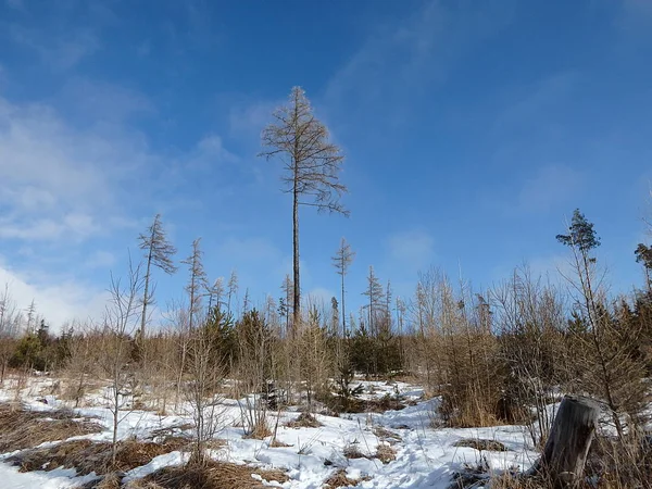 Larch tree - winter nature — Stock Photo, Image